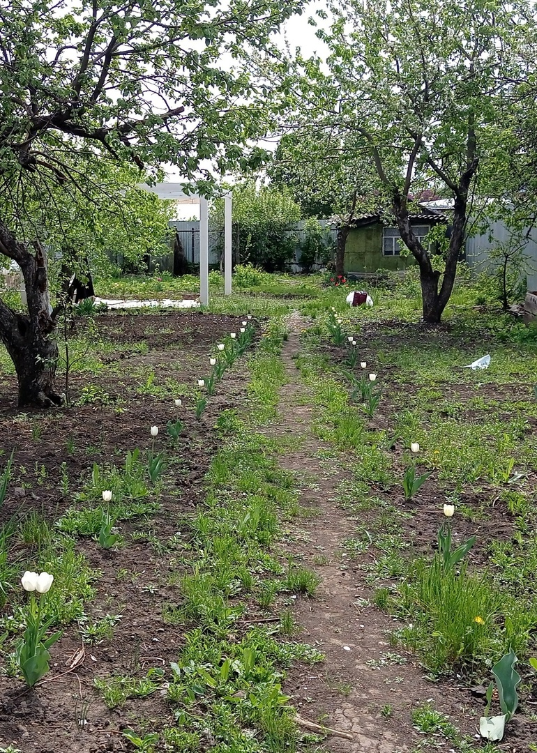 Фото автора, от которого немного стыдно... Весенний непорядок, ох уж эти некультурные растения!