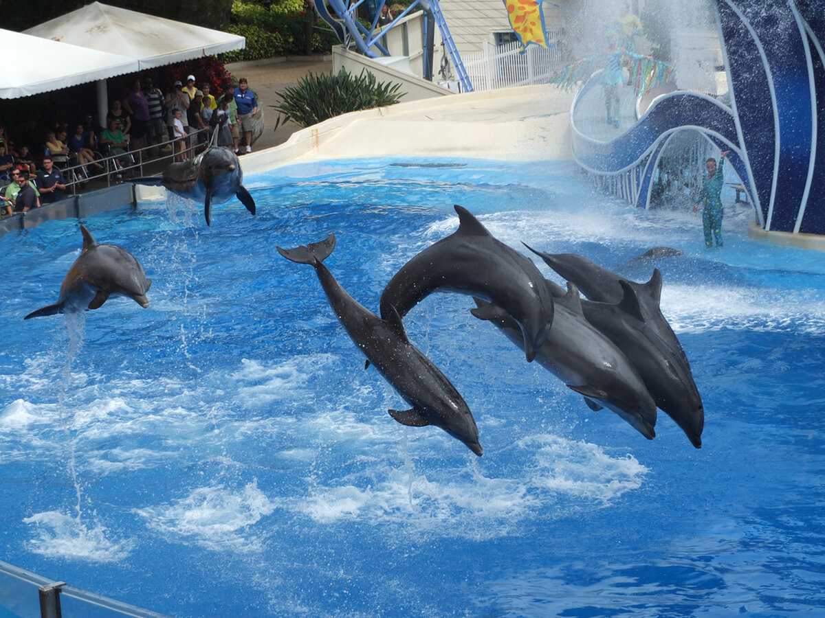 Sea world. Брисбен аквапарк SEAWORLD. SEAWORLD b4. Handle SEAWORLD. SEAWORLD encounter Keet