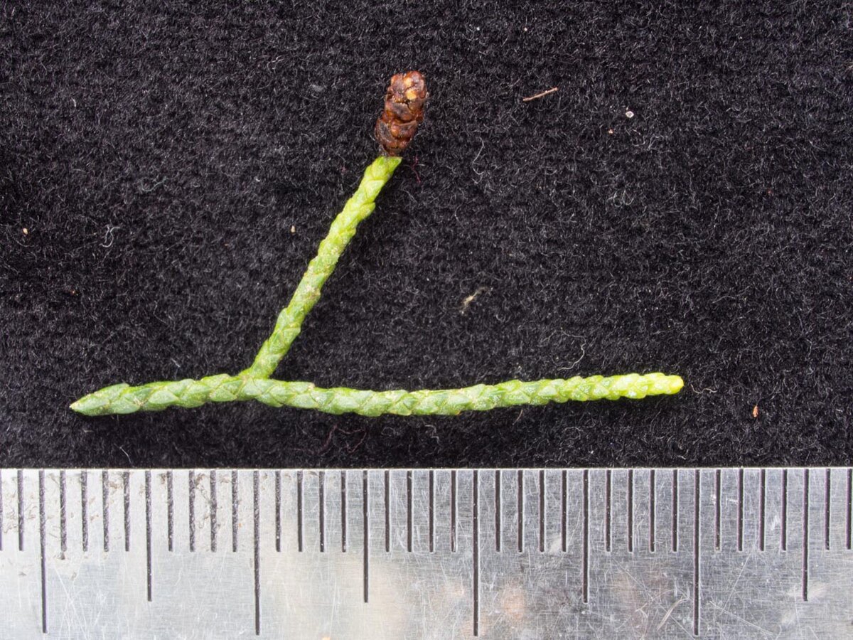 Веточка со старой пыльцевой шишкой Лагаростробоса.