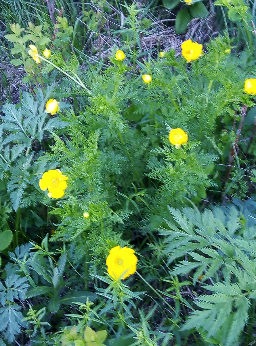 Стародубки (Адонис весенний ) в лесу .
