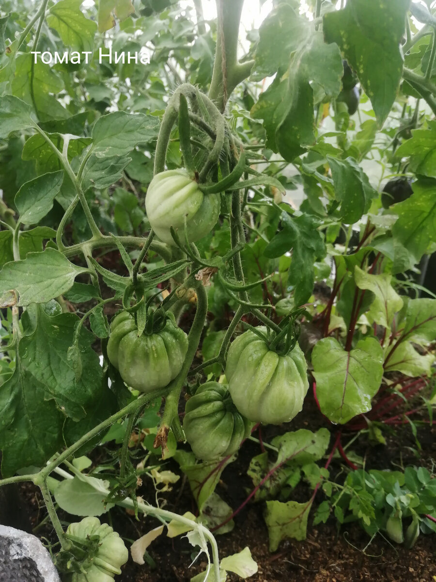 Нина в теплице