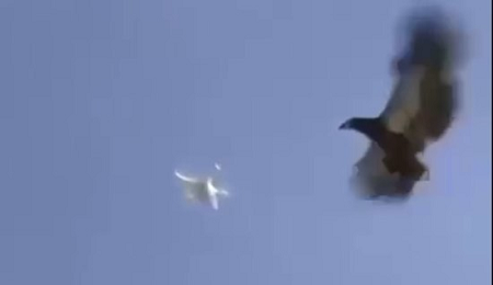 ФОТО: кадр видео из цитируемого источника. Орёл догоняет беспилотник...