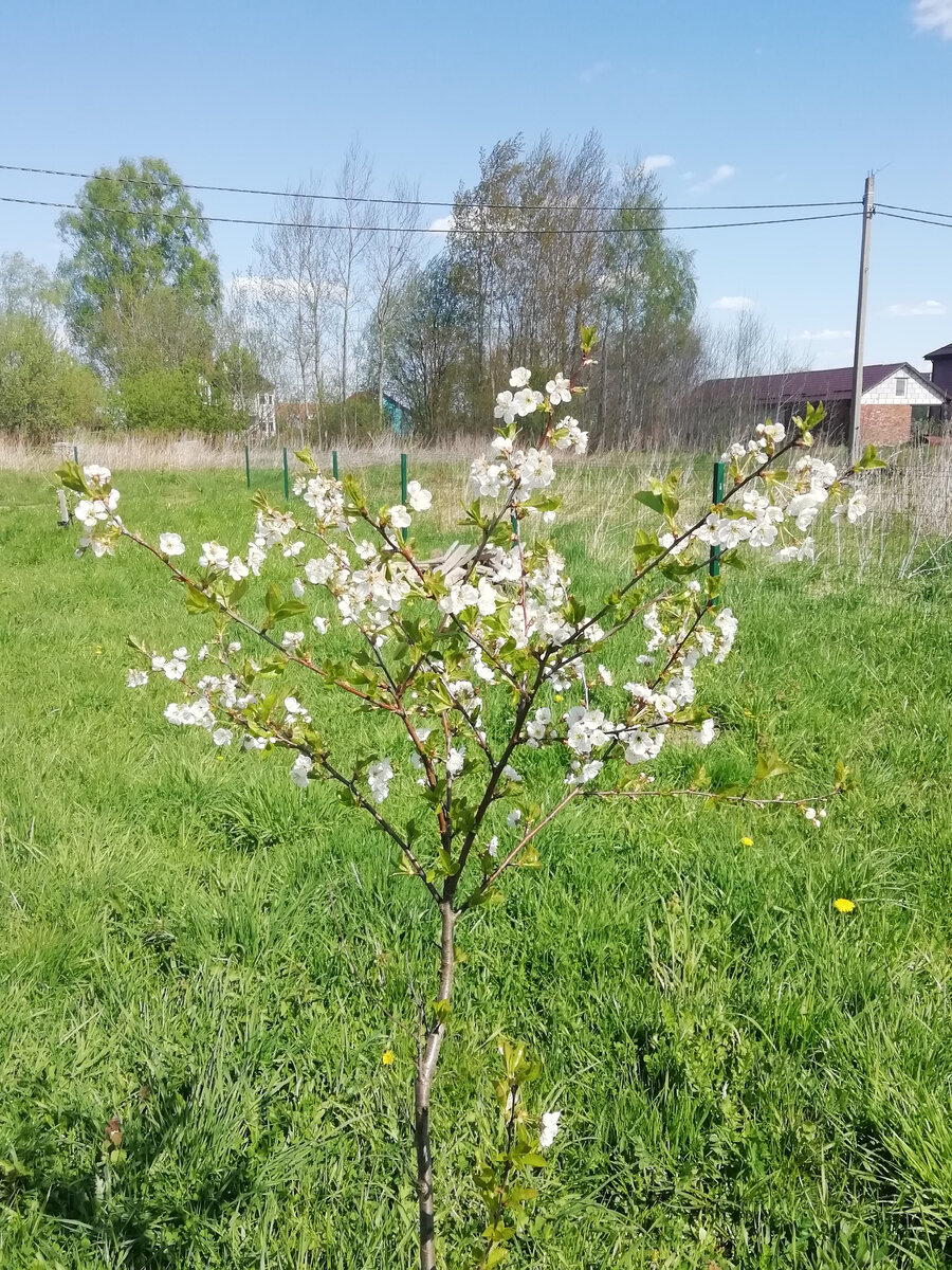 Вишни из поросли цветут, маленькие белые облачка. Они без роду, без племени.