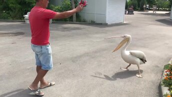 Пеликан снова сбежал с пруда в Тайгане и этим очень обрадовал посетителей парка