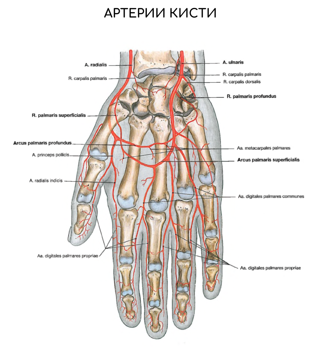 Дорсальные пястные вены. Артерии кисти анатомия. Тыльная венозная сеть кисти. Повреждение мелких артерий кистей и стоп
