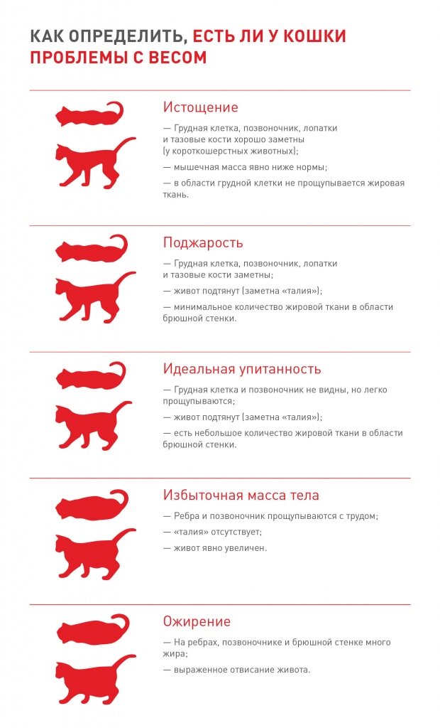 Возраст котенка по весу таблица У моего питомца просто кость широкая! Как организовать похудение животному? Расс