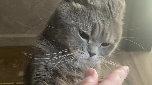 Кот Пуша / Pusha the Cat | Пуша делает кусь | Дзен