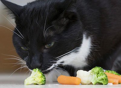 Фото из Интернета.