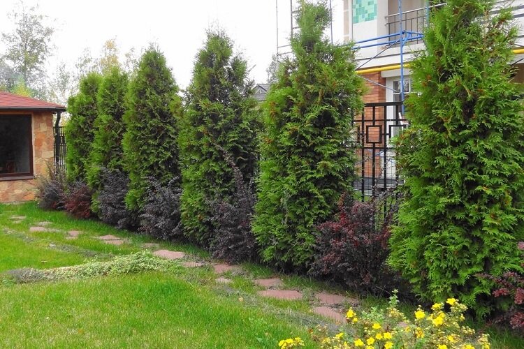 Выбор деревьев для посадки вдоль забора снаружи: рекомендации и советы