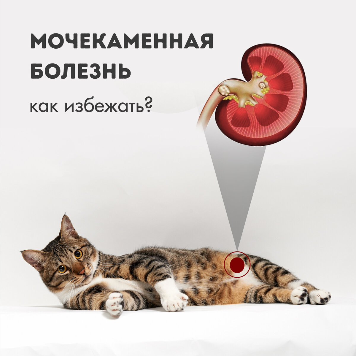 Мочекаменная болезнь у кошек - причины и как избежать?