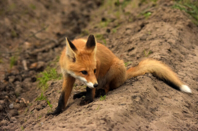    Бурые медведи, косули и лисы. В Оренбуржье увеличилось количество диких зверей Кристина Просвиркина