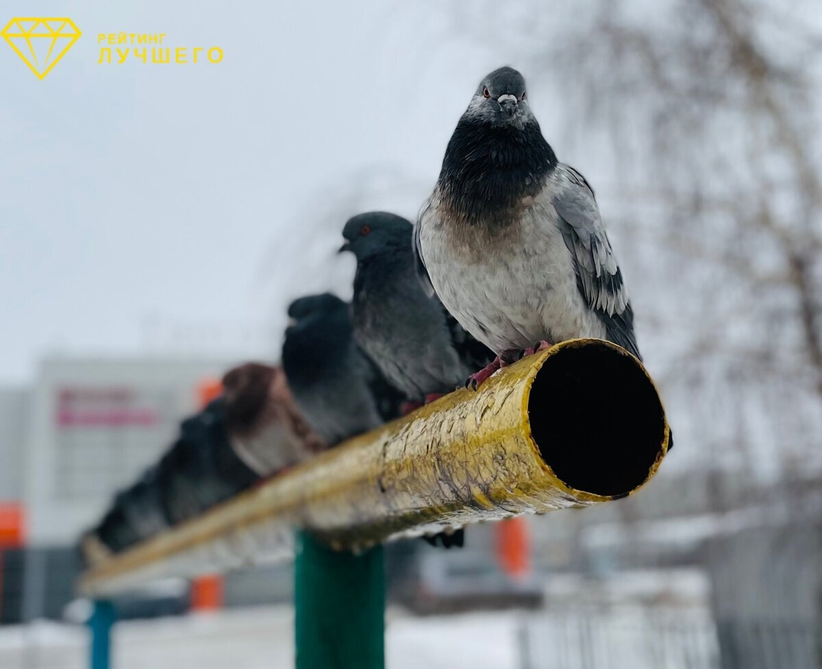 10 лучших отпугивателей птиц - Рейтинг 2024 года | OXSY | Дзен