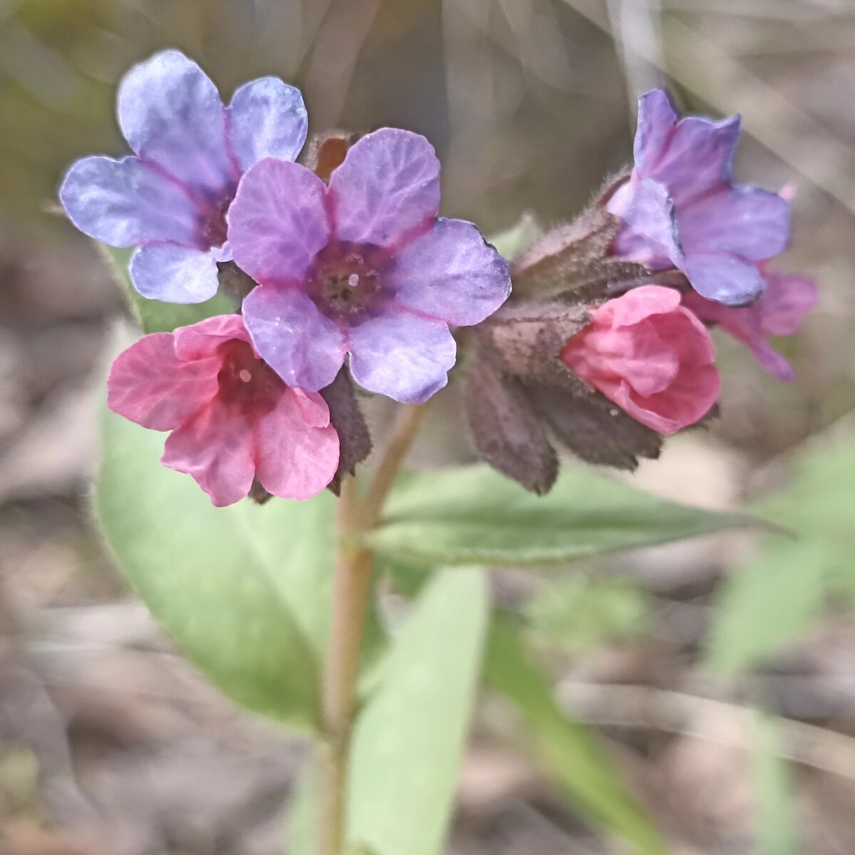 Azurea Медуница