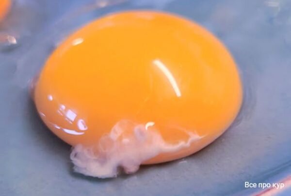 Почему белок в яйце рыхлый: что делать