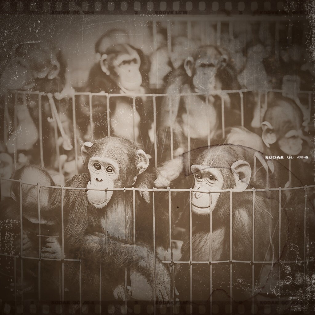 Шимпанзе, изготовленные доктором Хэкенсоу. Фото С. Рокетта.