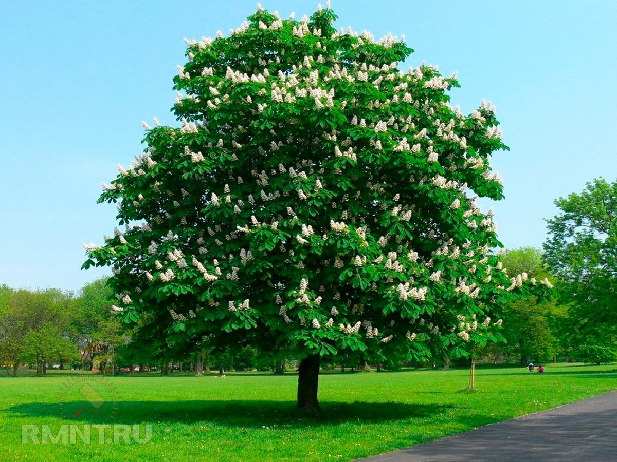 Туя западная Бор (Thuja occidentalis Bor) С3