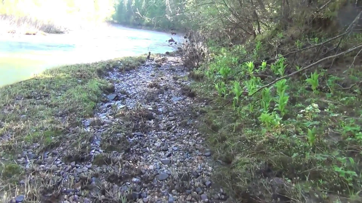 Посмотрите сколько Растения Тайги ЧЕМЕРИЦЫ по берегам таежной реки.