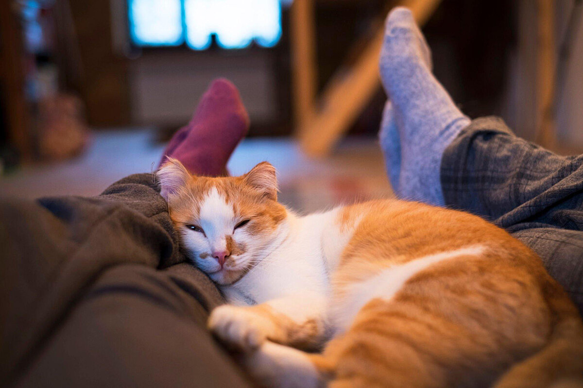 Кот лежит на ноге. Кот лежит на ноге