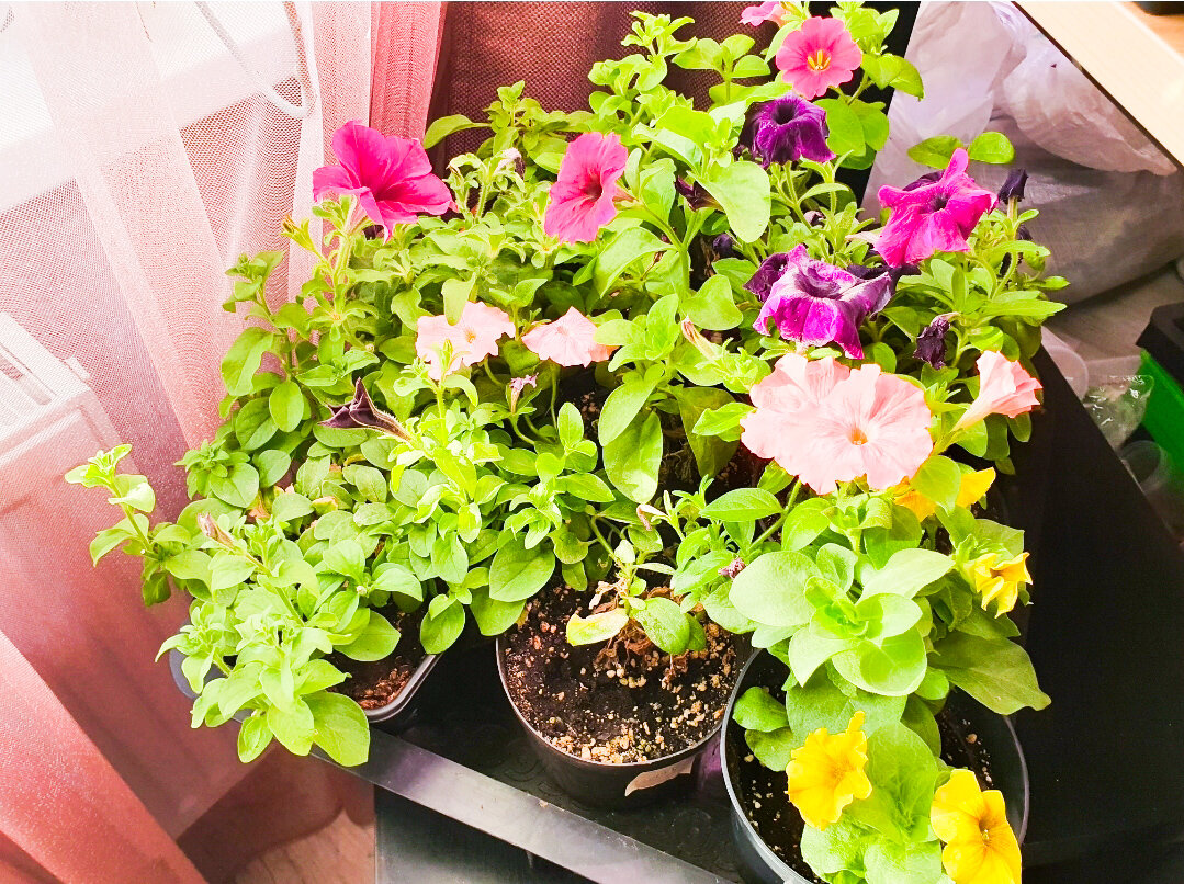 Мои вегетативные петунии в больших горшках, пока ещё терпят и можно не высаживать