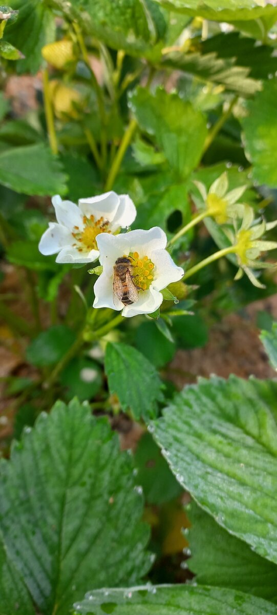 Пчелка ночевала в цветке. Проверила - живая, просто заторможенная. Холодно ей, бедняжке