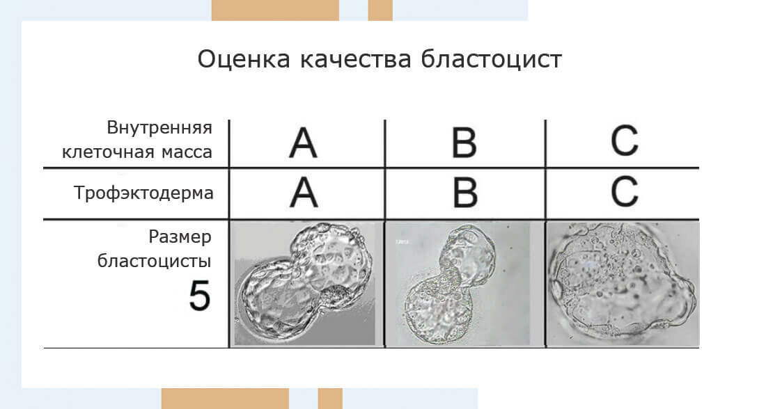 5 эмбрионов. Оценка качества бластоцисты. Размер бластоцисты на 5 день. Бластоциста на 6 день. Внутренняя клеточная масса бластоцисты.