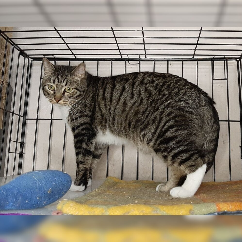 Котик Капоне, 2 года.