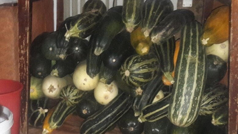 фото наше, но прошлогоднее, нынче пока еще не выросли, только посадили 