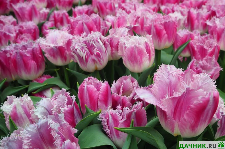 Секция 2. Популярные сорта бело-розовых тюльпанов