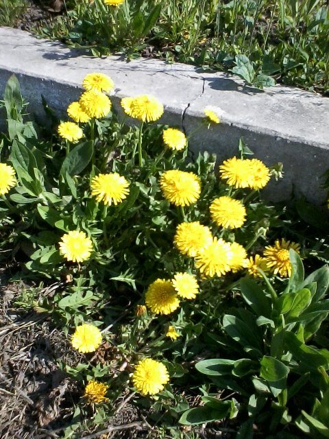 Одуванчики были повсюду (фото из личного архива)