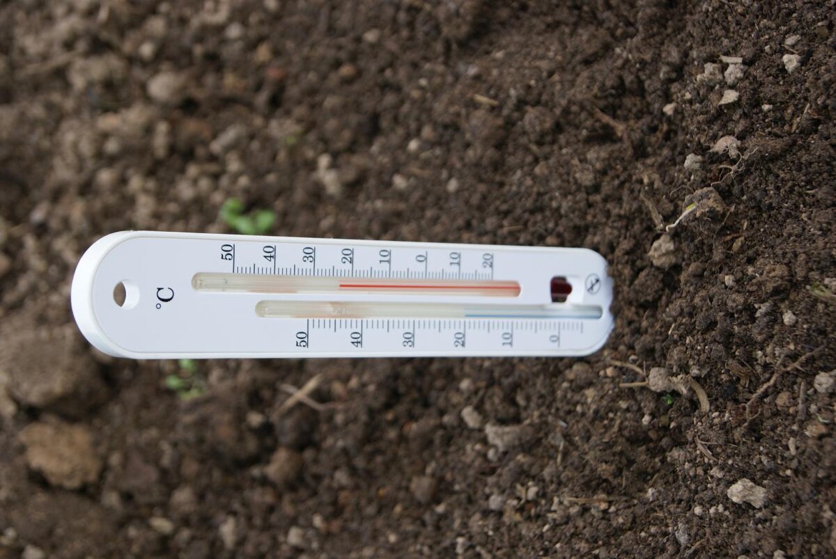 Градусник для земли. Термометр почвенный ТМ 1. Термометр для грунта. Измерение температуры почвы. Почвенный градусник.