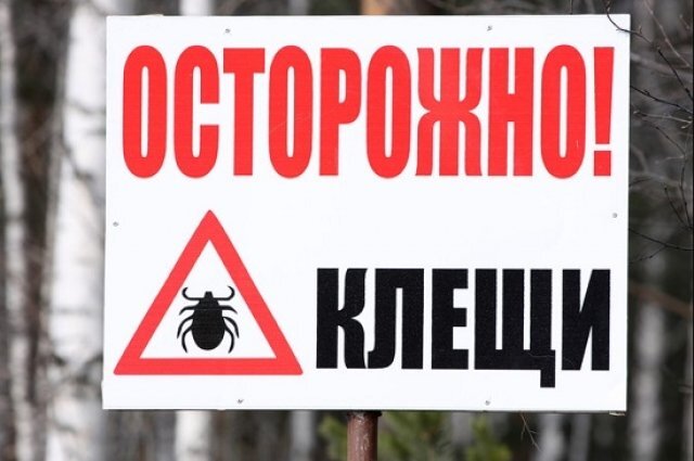    Насколько под Петербургом и в Ленобласти опасны клещи?