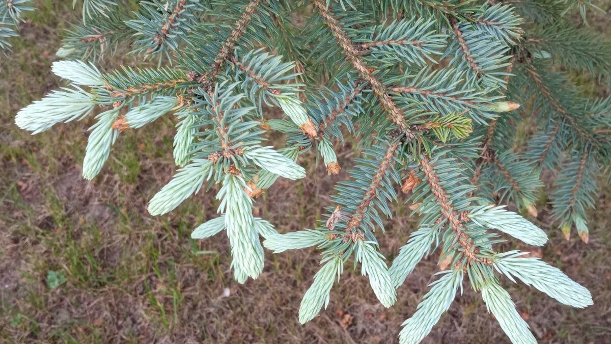 Молодые лапки ели. Фото автора