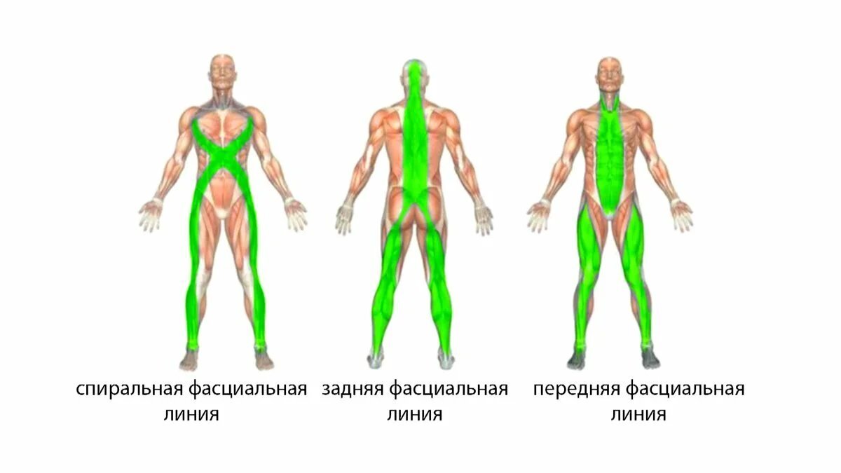 Передняя поверхностная линия крайнее изображение справа