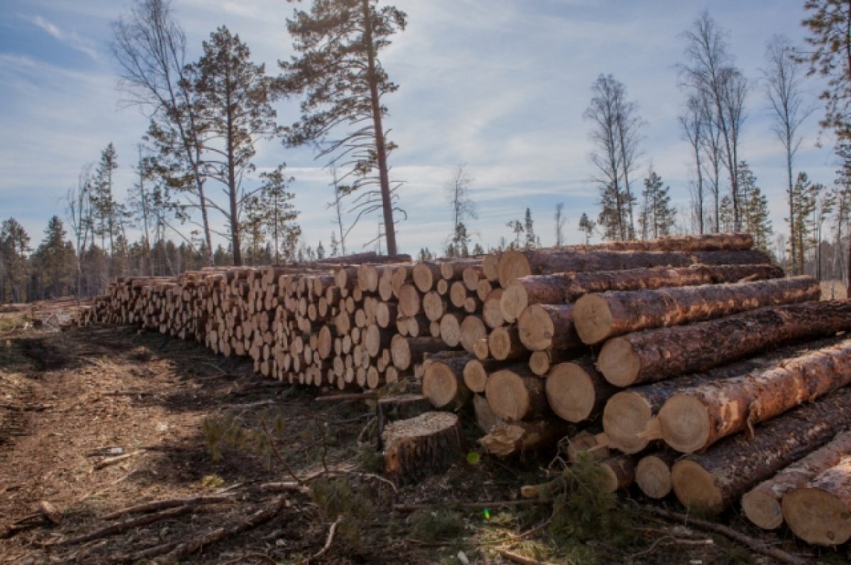    Общий объём незаконно заготовленной древесины превысил 130 кубометров.