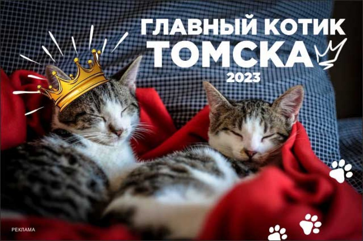    Открыто голосование за финалиста 10-й недели "Главного котика Томска 2023"