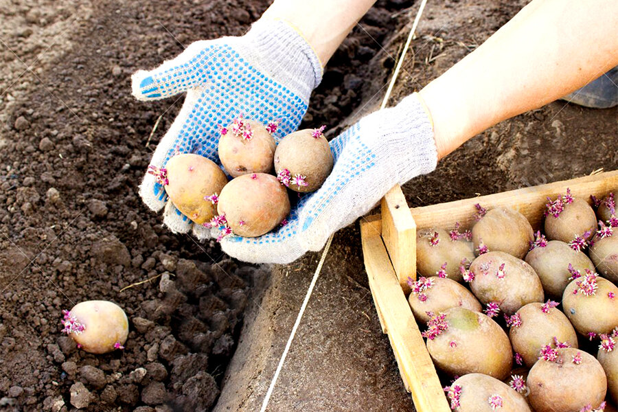 Перед посадки картошку можно. Посадка картофеля. Посадка картошки. Посев картошки. Сажание картошки.