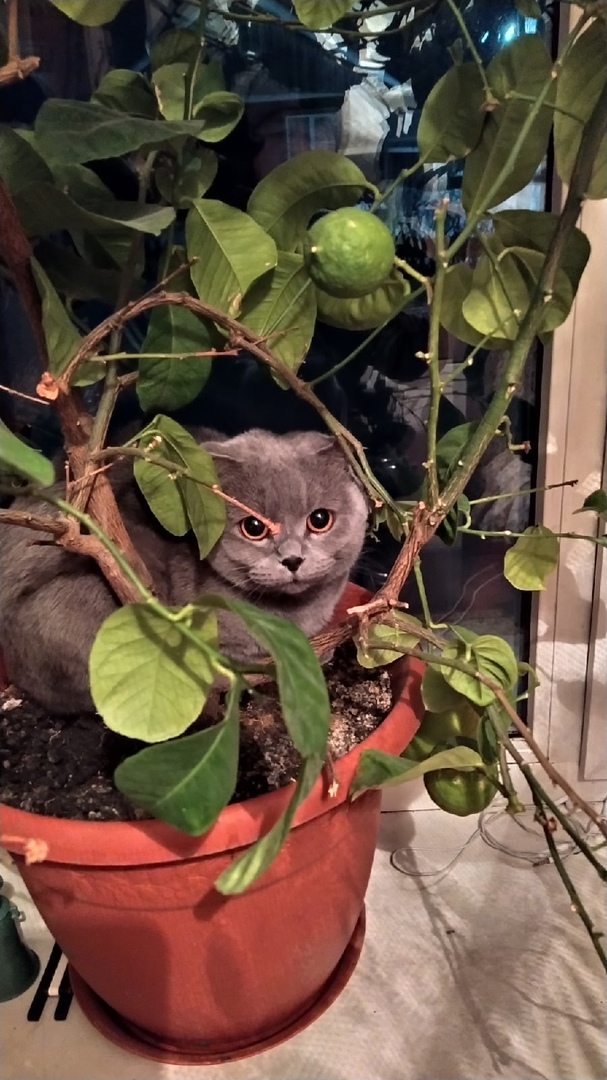 Найдите меня, я спряталась.