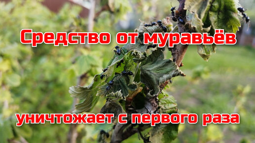 Средство от муравьёв, как бороться с муравьями.