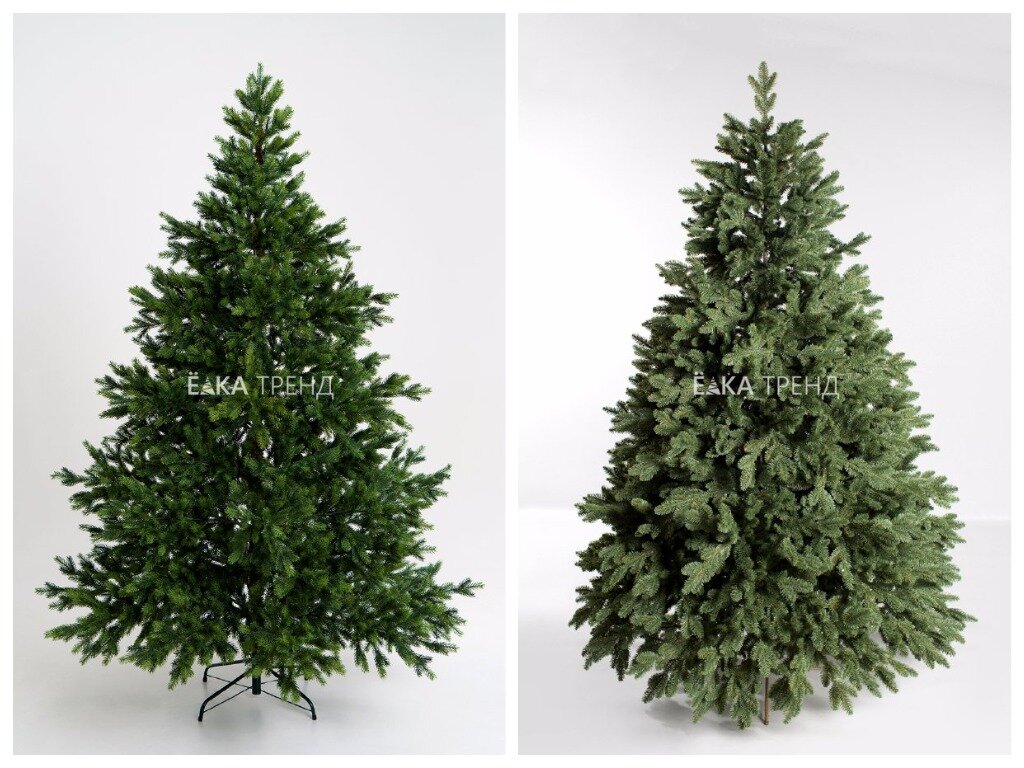 ель Бавария и ель Монтерей