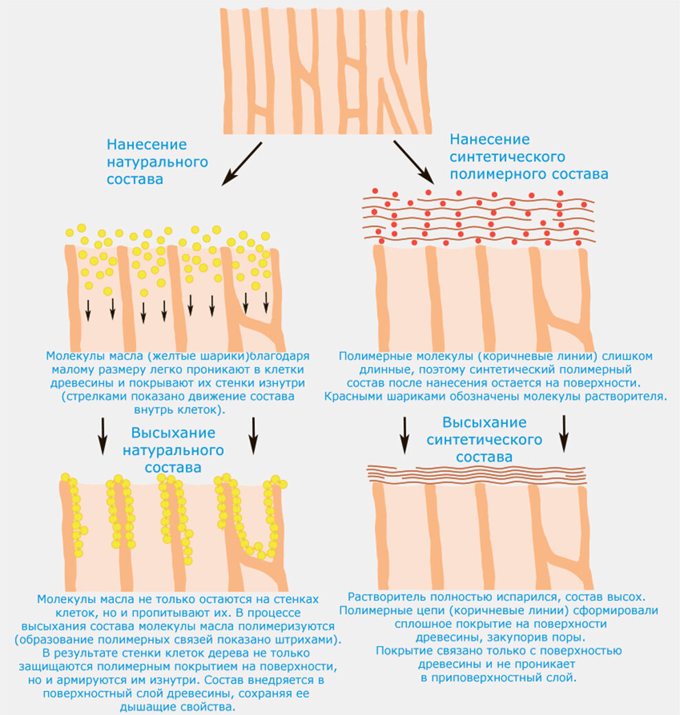 Природное наносить. Высыхание клетки.