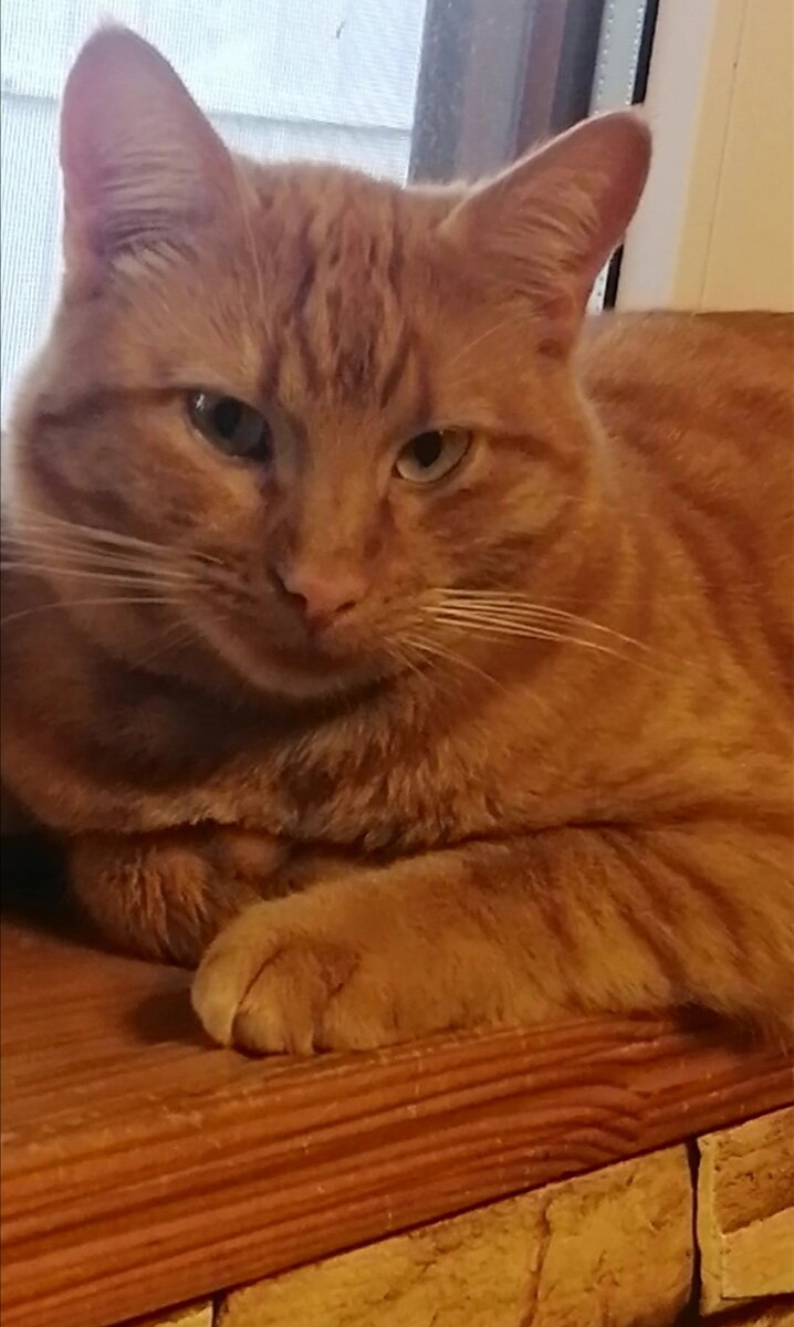 Настоящая наглая рыжая морда по имени Фокс. 