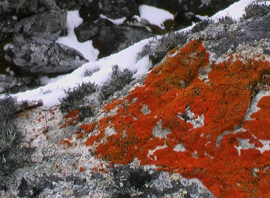 лишайники в антарктиде. антарктида мох ягель. ягель в арктике. мхи и лишайники антарктиды. лишайники в антарктиде.