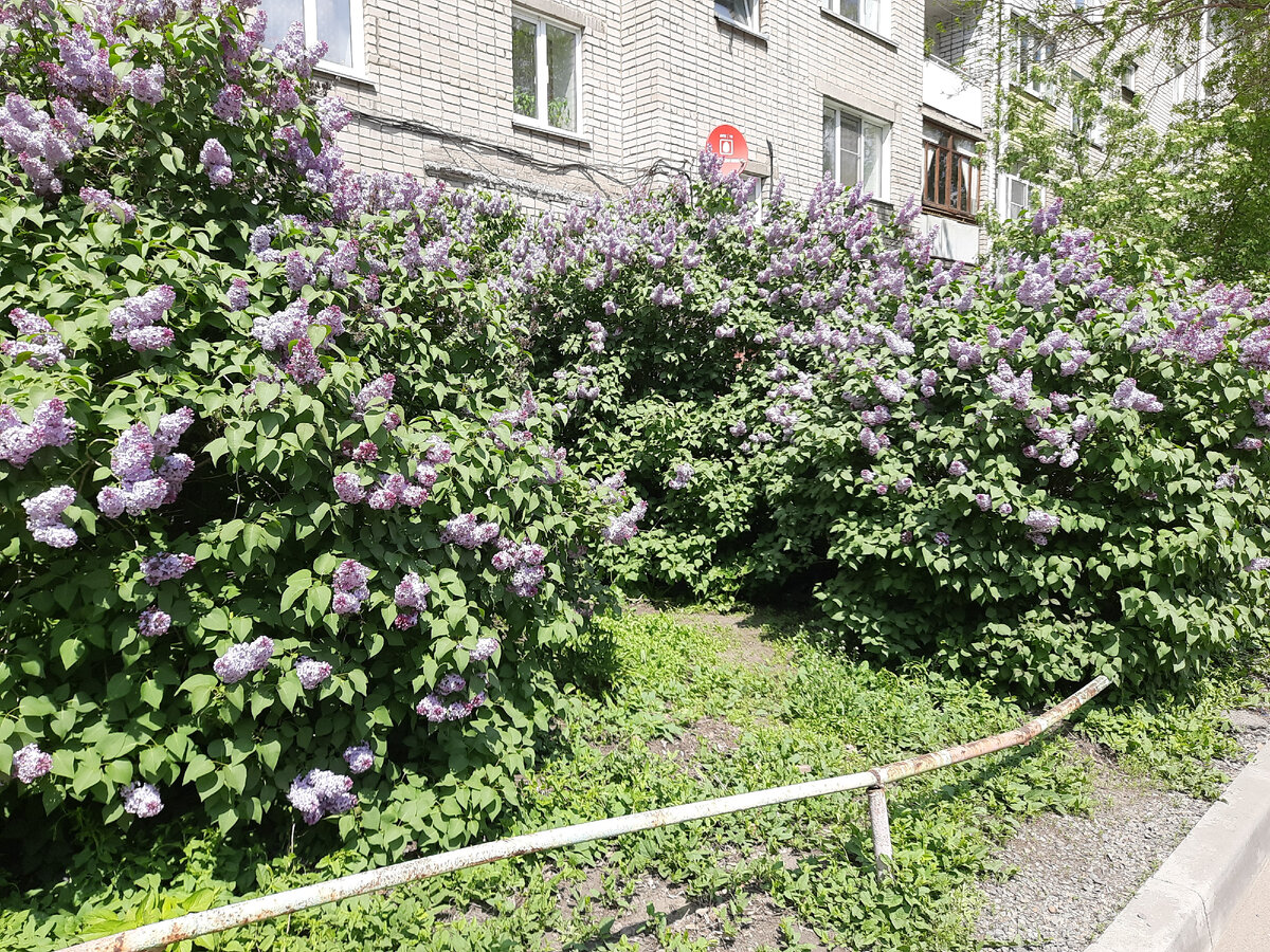 сирень