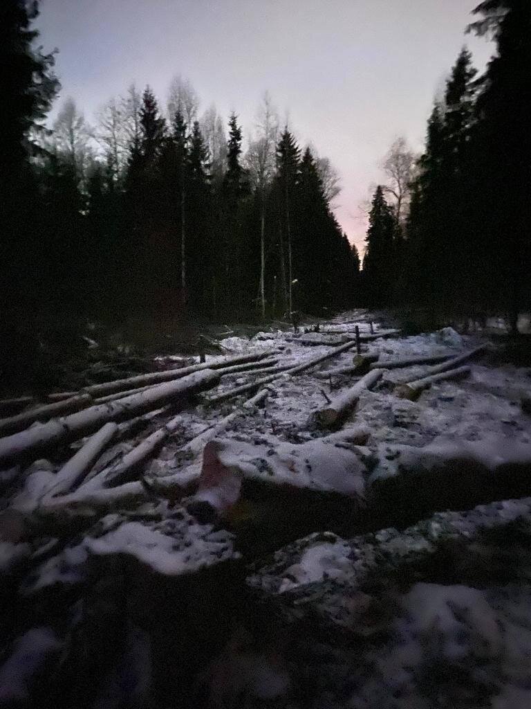 Незаконная рубка леса в Глаголево парк