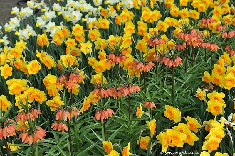 Рябчик императорский и нарциссы