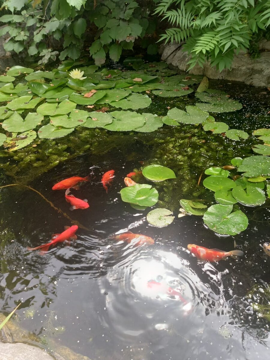 Золотые рыбки в прудике ветеринаров