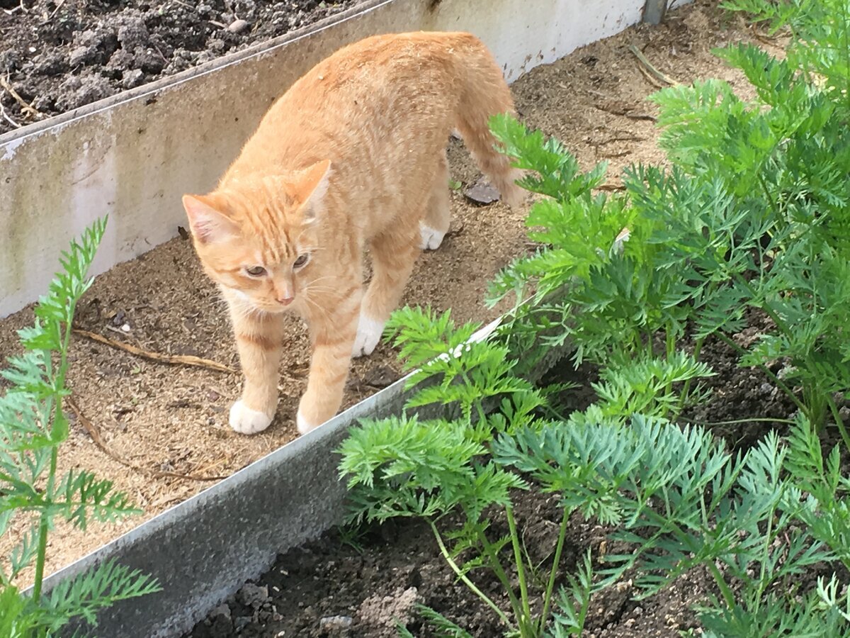 Семка: «Где-то тут в морковке спрятался Васька! Разве он не рад со мной поиграть?»