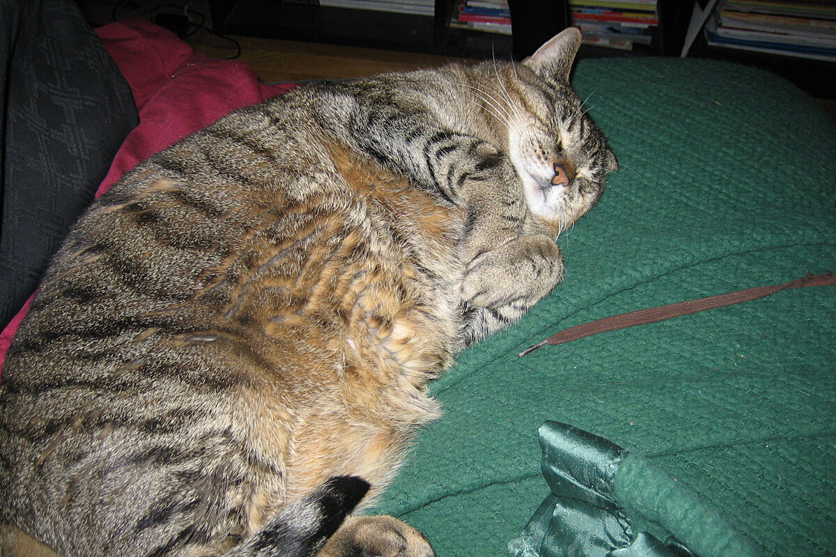 Толстого кота в мире. Толстый кот. Толстая кошка. Толстый полосатый кот.