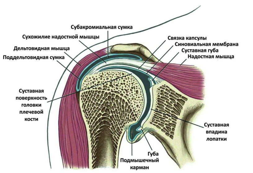 Мышцы плеча анатомия человека