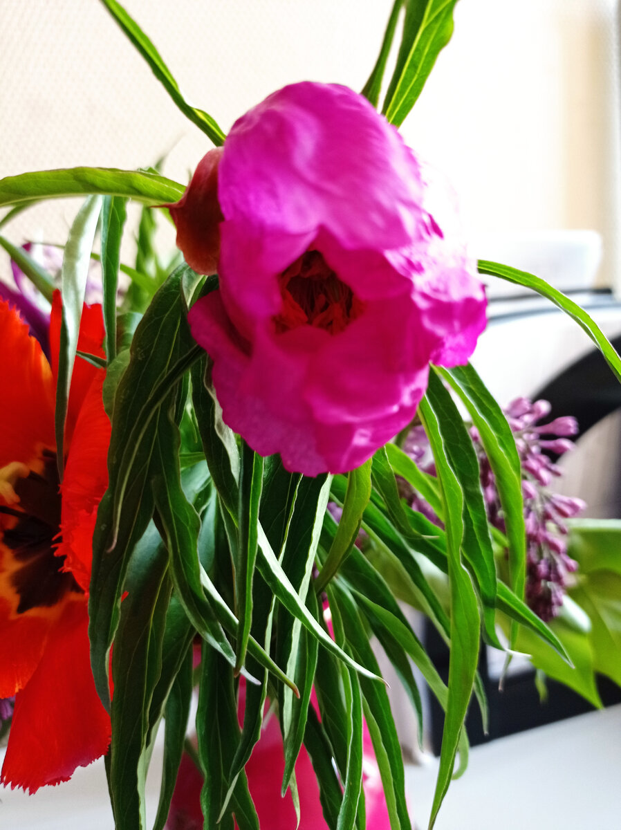 Цветок Марьина корня